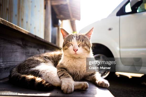a cat sleeping on the wooden deck - undomesticated cat stock pictures, royalty-free photos & images