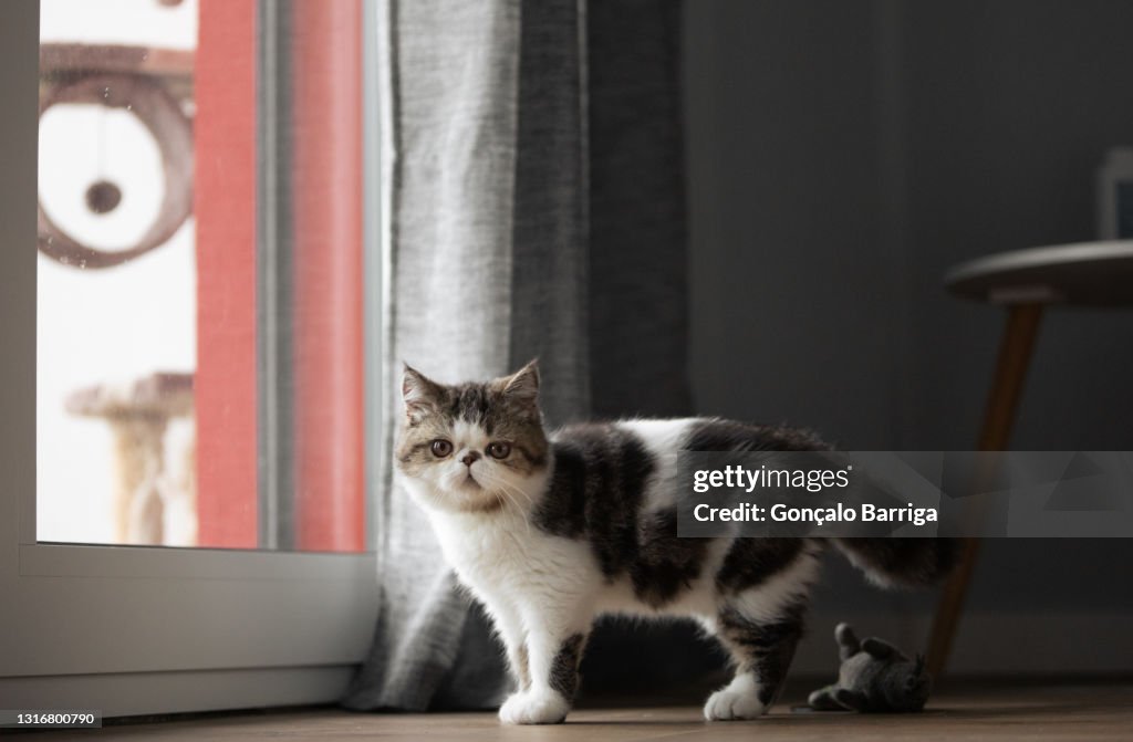 Portugal, Lisbon, Black and white kitten standing at window