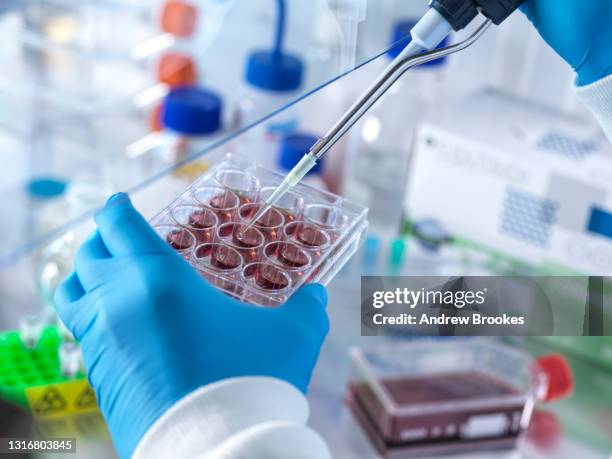 uk, buckinghamshire, high wycombe, scientist holding multiwell plate and pipette - pipette stock pictures, royalty-free photos & images