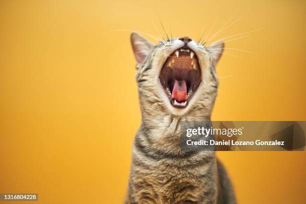 domestic short haired cat against yellow background - yawning foto e immagini stock