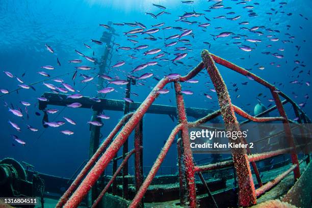 the bahamas, nassau, underwater view of fish swimming around shipwreck - shipwreck stock pictures, royalty-free photos & images