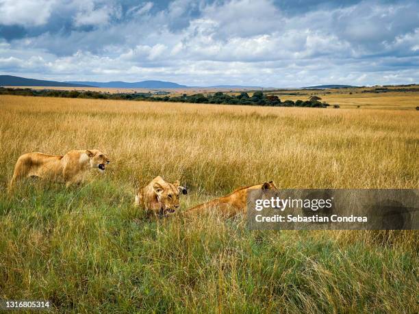 three lioness attack together, in masai mara national reserve kenya  travel 2021. - lion attack 個照片及圖片檔