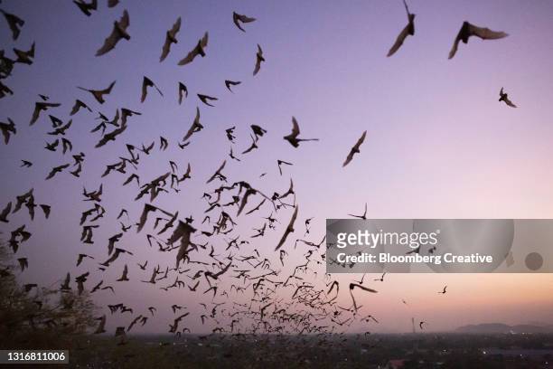 a cloud of bats in flight - migrazione animale foto e immagini stock