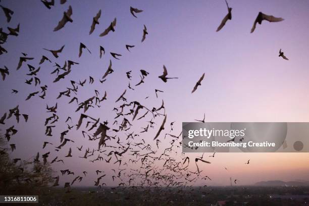 a cloud of bats in flight - bats flying stock pictures, royalty-free photos & images