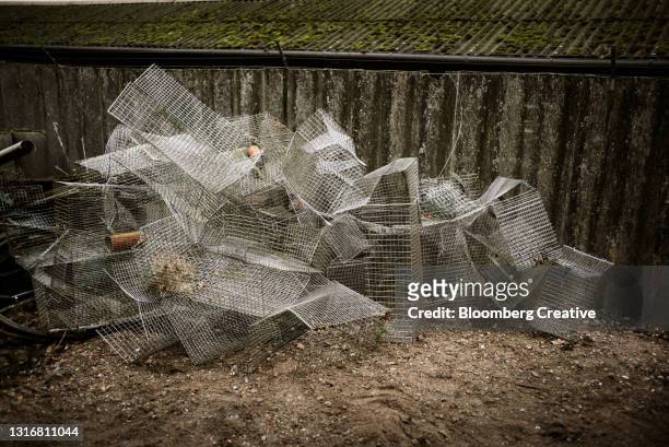 wire animal cages - mink stock pictures, royalty-free photos & images