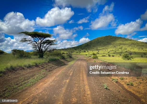 flat topped acacia tree in the open savanna plains tsavo west national reserve kenya travel 2021 - kenya road stock pictures, royalty-free photos & images