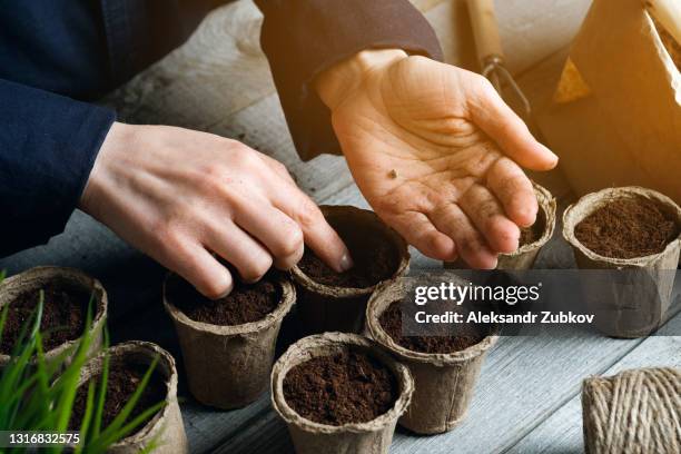 a woman plants a seed in a peat pot filled with soil or black soil. planting or transplanting flowers, plants or vegetables, on the background of a wooden table. growing organic farm products. the woman's hands tamp down the earth and puts seeds in it. - sembrar fotografías e imágenes de stock