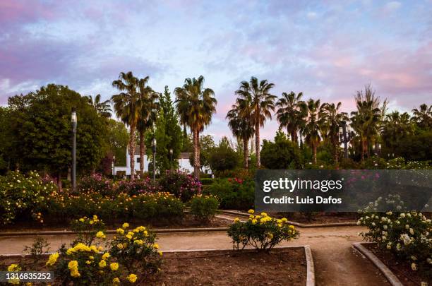 federico garcía lorca park and huerta de san vicente museum-house. - orchard stock pictures, royalty-free photos & images