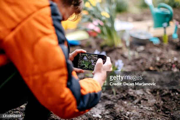 gardening - photographing garden stock pictures, royalty-free photos & images