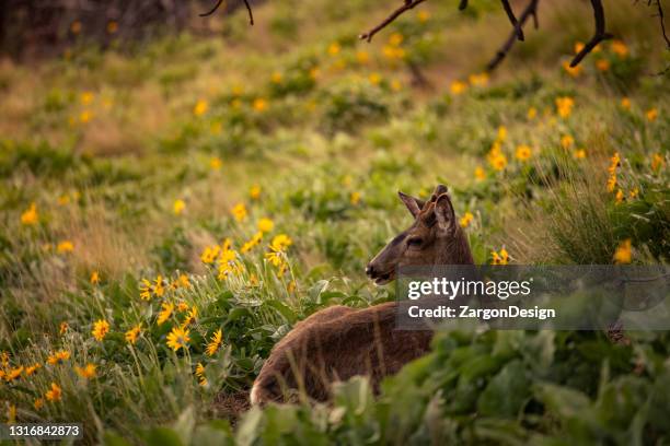 mule hirsch bock - okanagan valley stock-fotos und bilder