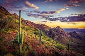 Sonoran sunset, slope and Saguaro cacti
