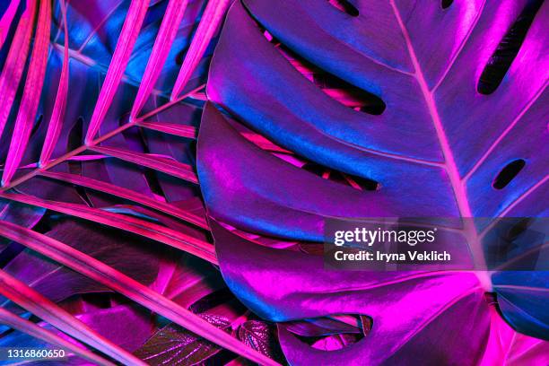 creative tropic fluorescent purple and blue palm leaves and monstera layout. - fashion abstract foto e immagini stock