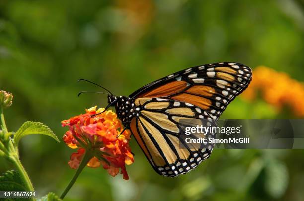 monarch butterfly on a lantana flower in a garden - monarchfalter mexiko stock-fotos und bilder