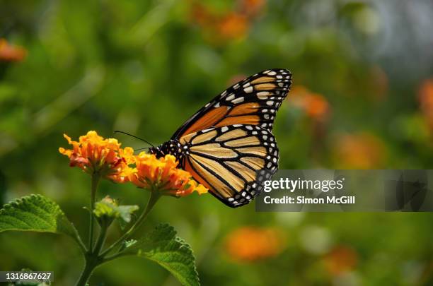 monarch butterfly on a lantana flower in a garden - monarchfalter mexiko stock-fotos und bilder