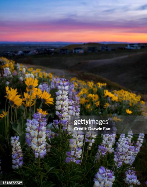 Spring In Idaho Foothills Idaho Photos and Premium High Res Pictures - Getty Images