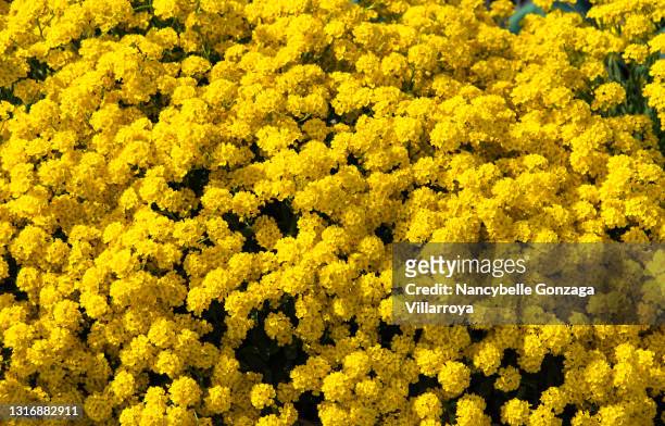 golden spring alyssum - metal flower arrangement stock pictures, royalty-free photos & images