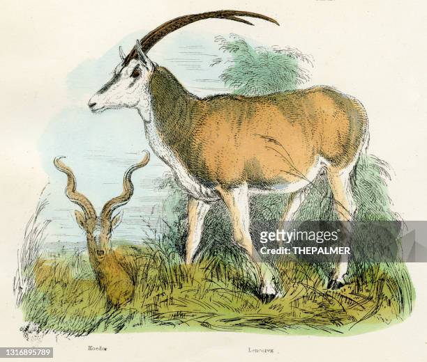 kudu and oryx antelopes engraving 1893 - kudu stock illustrations