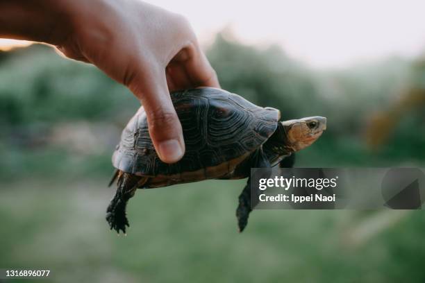 yaeyama box turtle in hand, okinawa, japan - box turtle fotografías e imágenes de stock