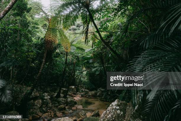 tropical rainforest with tree ferns and river, yaeyama islands, japan - tropischer regenwald stock-fotos und bilder