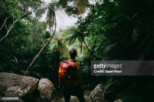 rear view of woman in tropical rainforest with river - avventura foto e immagini stock