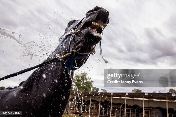 Cobar Races Cobar Shire Photos and Premium High Res Pictures - Getty Images