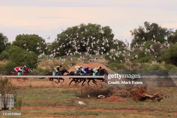 Cobar Races 4,766 Australia Cockatoo Stock Photos, High-Res Pictures, and Images ...