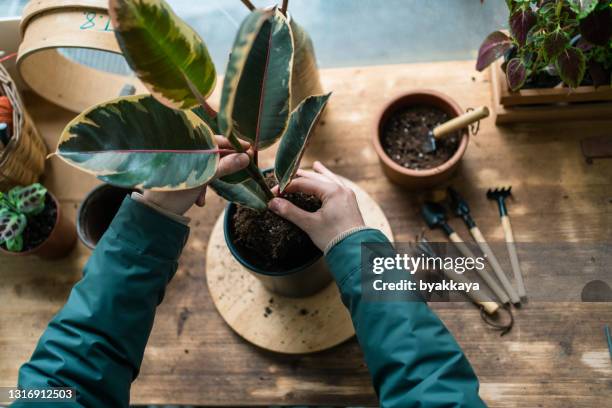 cuidado y mantenimiento de la planta de ficus elastica - hobbies fotografías e imágenes de stock