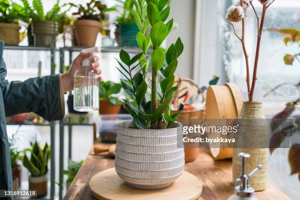 man watering zamia zamioculcas houseplants - hands holding flower pot stock pictures, royalty-free photos & images