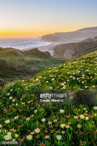 coastal wildflowers at sunset - northern-california-wildflowers stock pictures, royalty-free photos & images