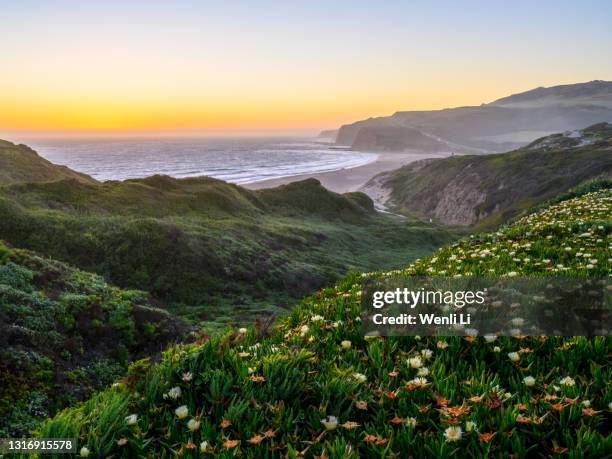 coastal wildflowers at sunset - california stock-fotos und bilder