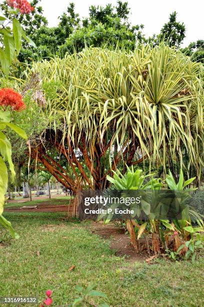 reunion island, saint-denis, state garden, pandanus veitchii, tropical plants belonging to the family pandanaceae. - veitchii stock pictures, royalty-free photos & images