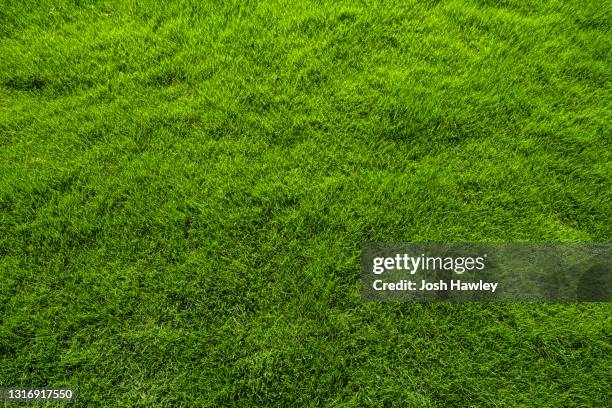 green grass background - gazon photos et images de collection