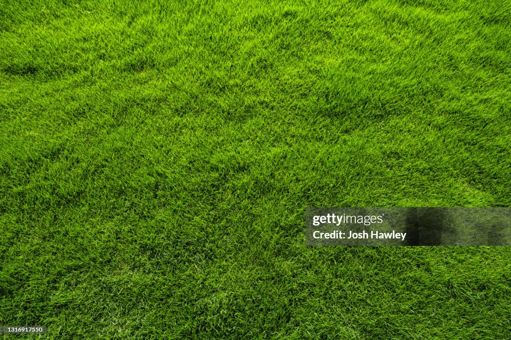 Green grass background