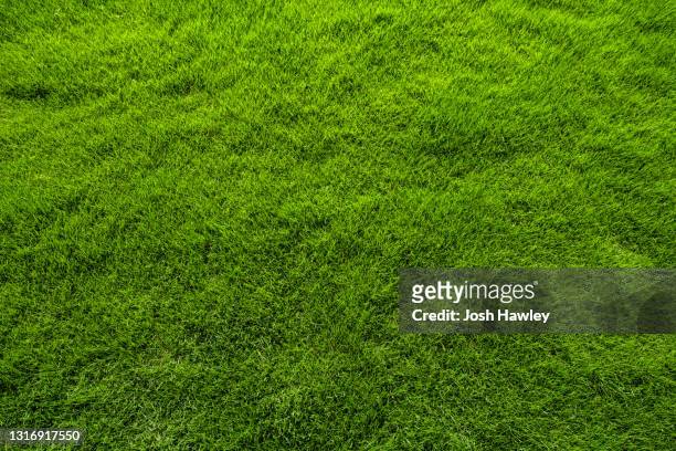 green grass background - campo de râguebi imagens e fotografias de stock