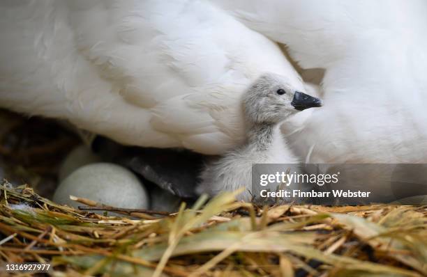 First cygnets of the year hatch at Abbotsbury Swannery on May 08, 2021 at Abbotsbury, England. It is the only publicly accessible colony of nesting...