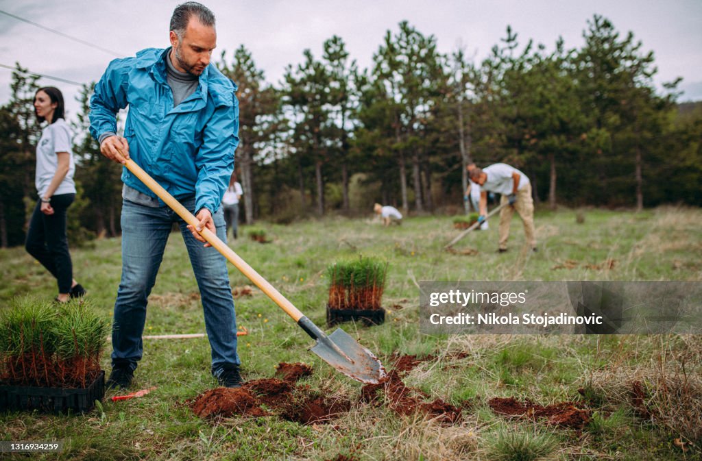 De man plant coniferen