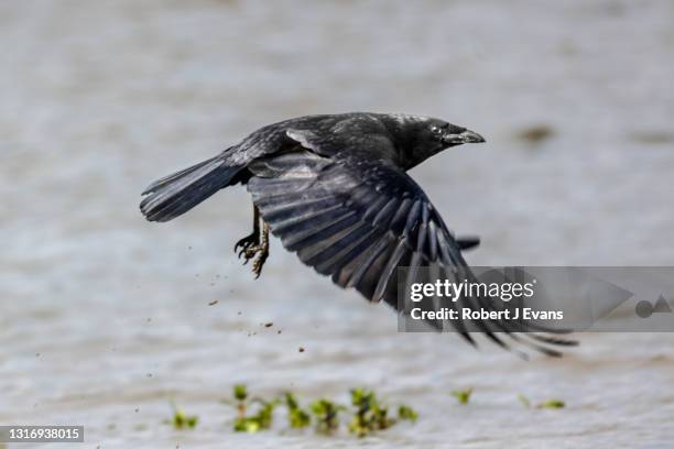 103 Rook Flying Stock Photos, High-Res Pictures, and Images - Getty Images