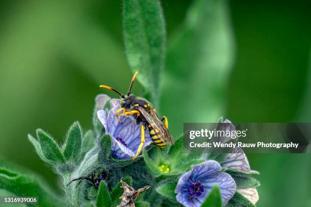 wasp on a cynoglossum creticum flower with a crab spider - cynoglossum stock pictures, royalty-free photos & images
