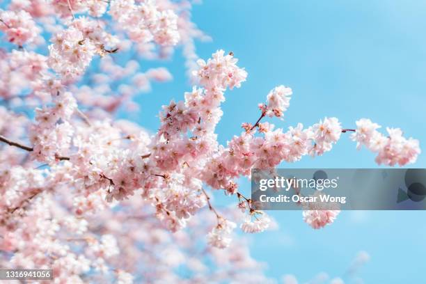 close up shut of cherry blossom under clear blue sky in spring - 桜 ストックフォトと画像