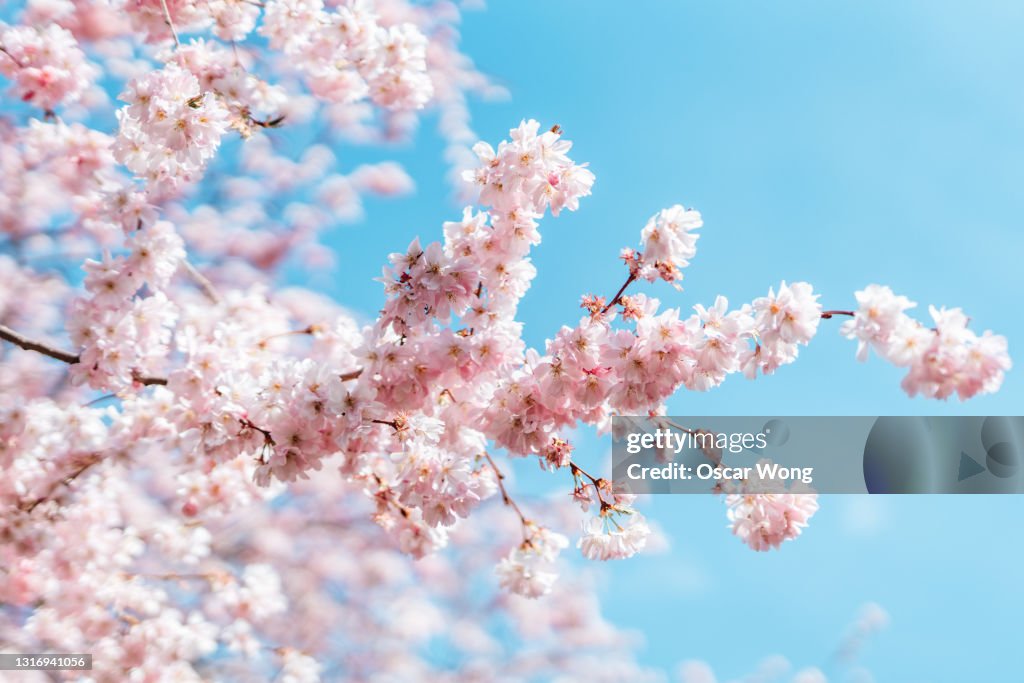 Close up shut of cherry blossom under clear blue sky in Spring