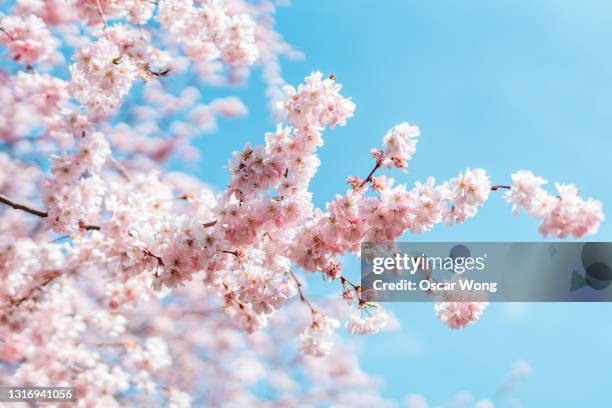 close up shut of cherry blossom under clear blue sky in spring - cerejeira árvore frutífera - fotografias e filmes do acervo