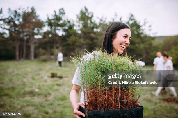 la donna si prende cura delle piante di cipresso - albero foto e immagini stock