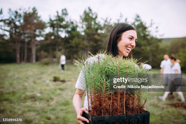 女人照顧柏樹植物 - 樹木 個照片及圖片檔