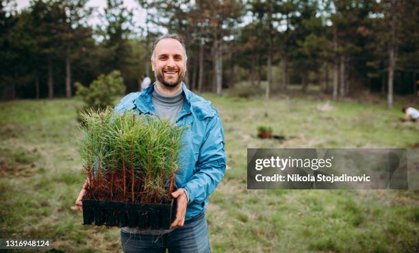 un hombre está plantando un árbol - plantar fotografías e imágenes de stock