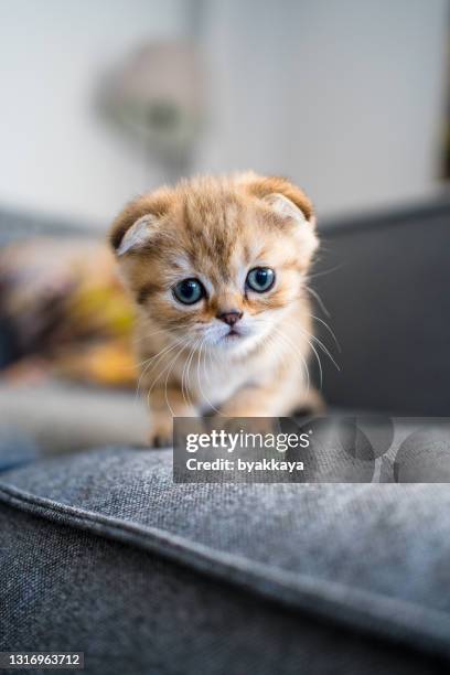 britische kurzhaar-katze-kätzchen - rassekatze stock-fotos und bilder