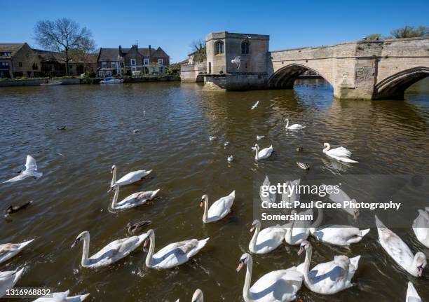 swans gather in front of the 15th century st ives bridge, river great ouse. - ouse river stock-fotos und bilder