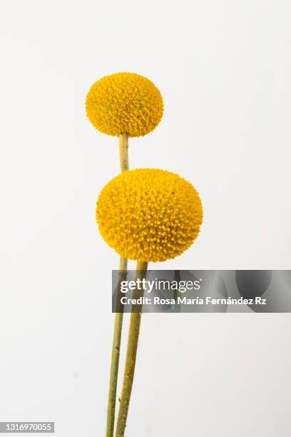 yellow craspedia (billy balls) on white background. - single flower stock pictures, royalty-free photos & images