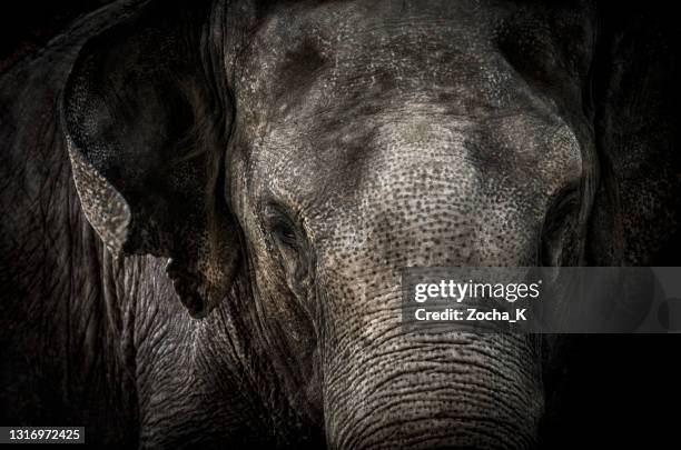 elephant portrait - elephant on black stock pictures, royalty-free photos & images