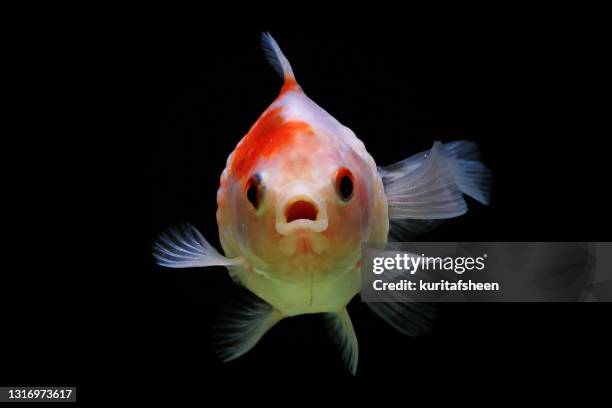 close-up of a pearlscale goldfish swimming underwater, indonesia - open day 1 stockfoto's en -beelden