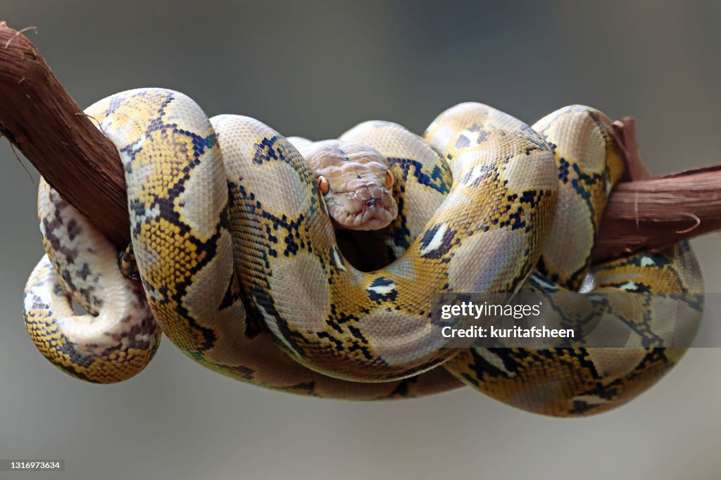 Close-up of a python sleeping on a branch, Indonesia